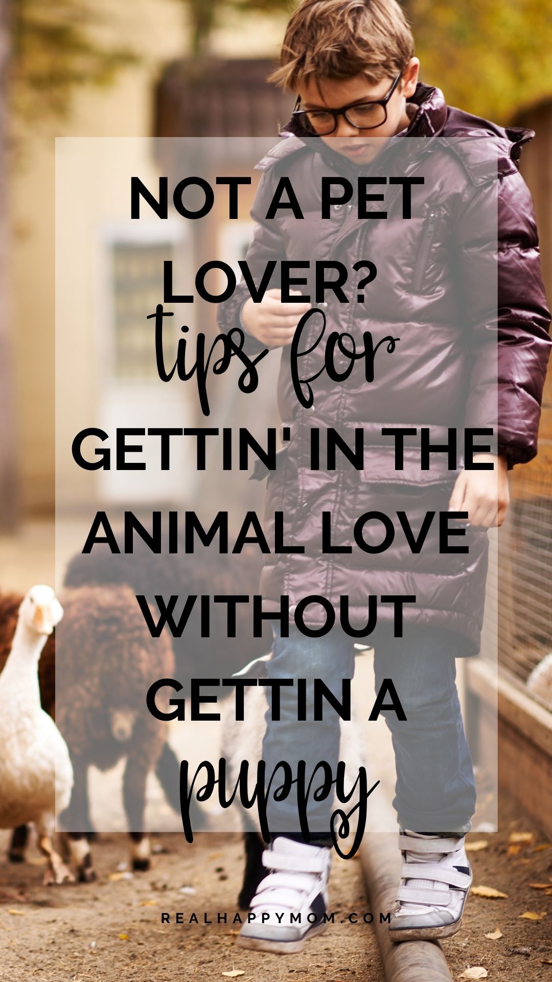 Not a Pet Lover? Tips for Gettin\' in the Animal Love WITHOUT Gettin a Puppy!